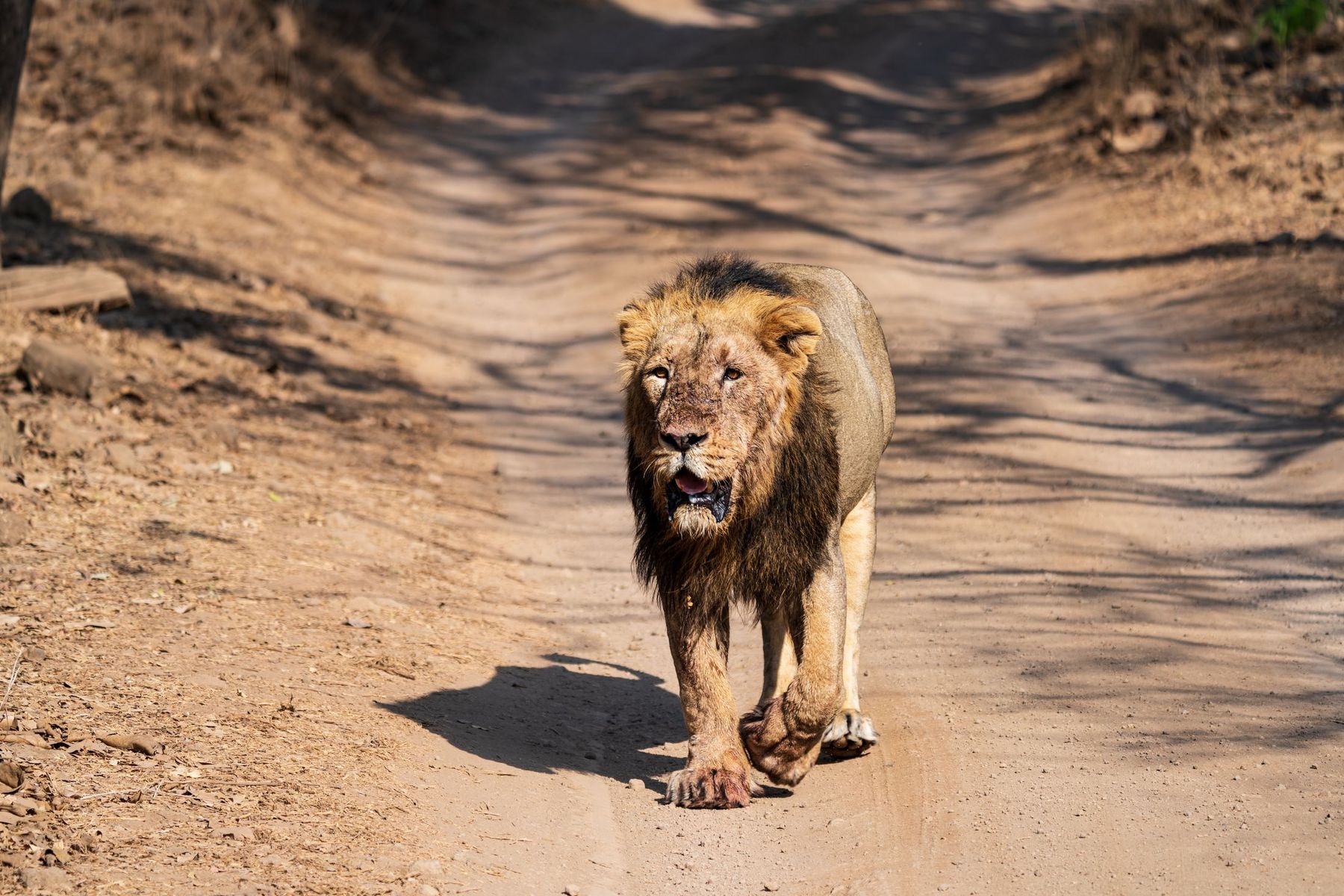 An Asiatic lion walks down a forest track in Gir